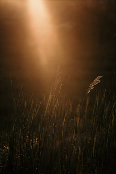 istock Several spikelets against a dark background, with a dramatic light leak and a sunbeam creating a bright focal point. 1494897078