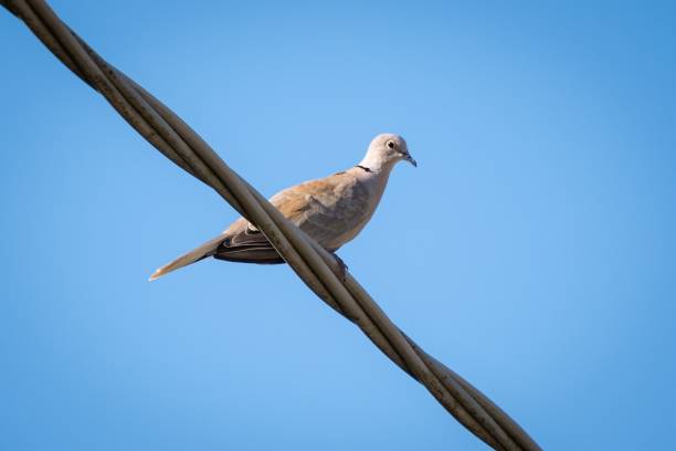 istock Dove perched atop a wire against a backdrop of a bright blue sky 1494898919