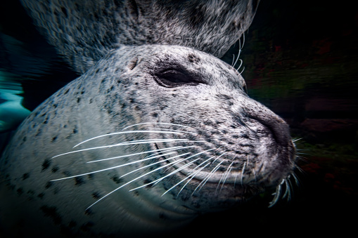 Underwater portrait of a smiling harbor seal. A seal floats just below the water surface and looks curiously at the camera.