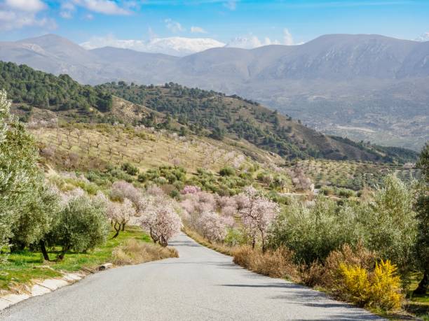 istock Flowered Almond trees near Beas de Granada , Spain 1494901101