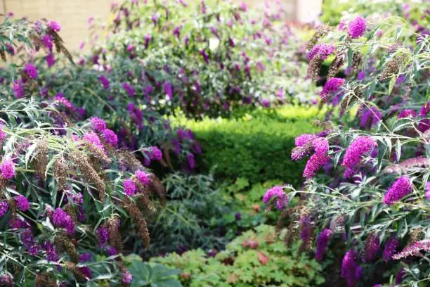 A vibrant purple flowering bush set against a backdrop of lush shrubs and foliage