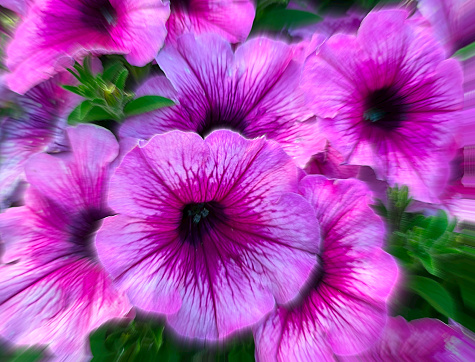 special effects close up of a basket filled with Main Stage Pink Vein petunias, for sale at a roadside flower market, Long Island, New York