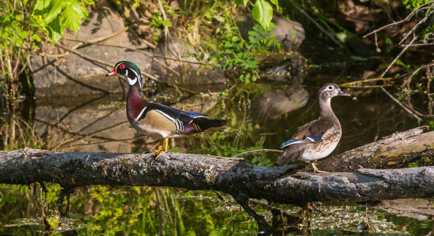 istock Mated pair of wood ducks perched on a fallen log 1494903225