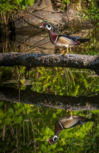 istock Male wood duck perched on a log over a pond 1494903230