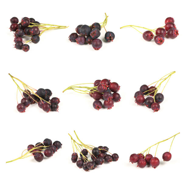 istock Nine berries of amelanchier or chuckley pear. High resolution photo. 1494903302