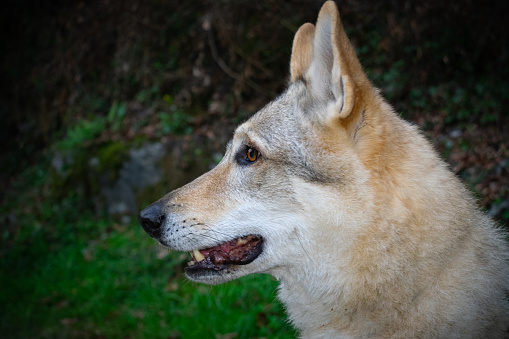 In a garden in the daylight a beautiful white-haired Czechoslovakian wolfdog looks at the camera, with his mouth open.