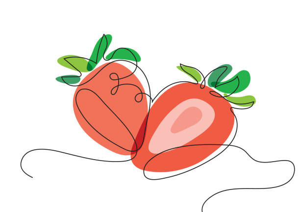 Two strawberries in minimalism in one line clip-art in vector Vector colored linear illustration of strawberry in childish style chandler strawberry stock illustrations