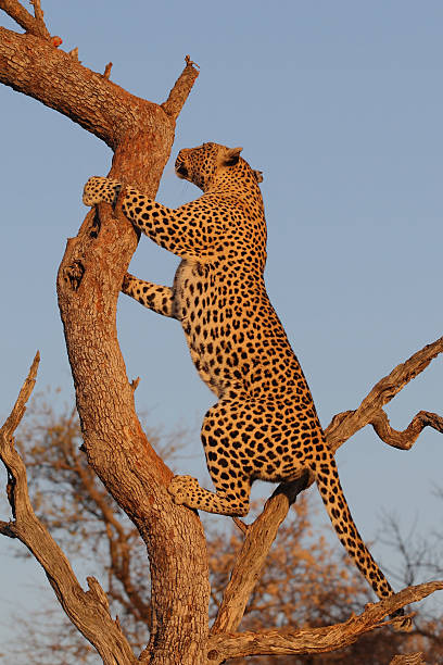 istock African Leopard climbing tree in Kruger national Park, South Africa 149490624