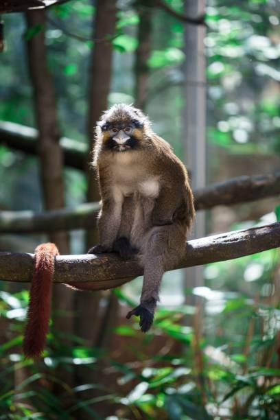 istock a monkey sitting on top of a tree branch next to green trees 1494907257