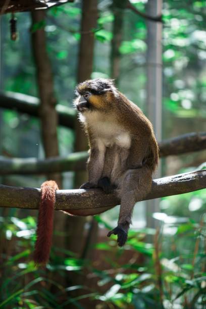 istock a brown monkey sitting on top of a tree branch next to leaves 1494907261