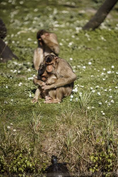 istock two monkeys are sitting on the grass by the water while one holds the baby 1494907268