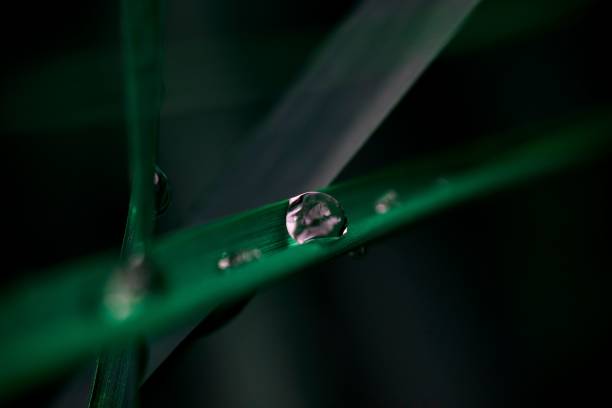 istock a close up view of a dewdrop on green leaves 1494907278