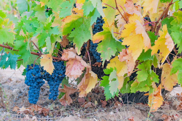istock Clusters of black grapes in the vineyard. 1494907817