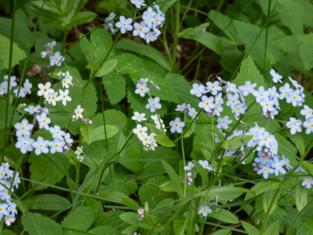 planta de floración primaveral azul cielo: las flores nomeolvides de la madera (myosotis sylvatica) crecen y florecen en el bosque en verano - myosotis sylvatica fotografías e imágenes de stock