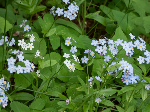 Sky-blue spring-flowering plant - the wood forget-me-not flowers (Myosotis sylvatica) growing and flowering in the forest in sunlight in summer