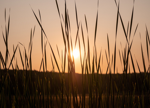 The setting sun seen through the reed leaves over the lake. Europe Poland