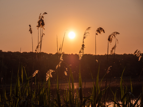 Panicles of reeds illuminated by the setting sun on the shore of the lake. You can see little flying insects. Europe Poland