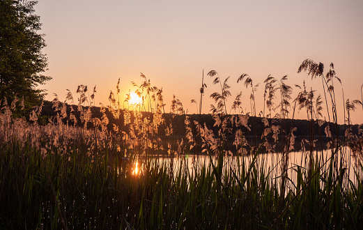 A clump of reeds illuminated by the setting sun on the shore of a lake. The sun's rays reflect off the water. Europe Poland