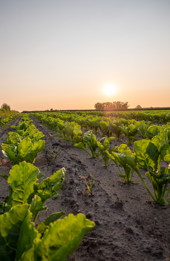 Patches of sugar beets in the setting sun. Europe Poland