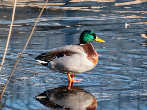 Adult, breeding male mallard or wild duck (Anas platyrhynchos) with a glossy bottle-green head and a white collar standing on ice in a lake