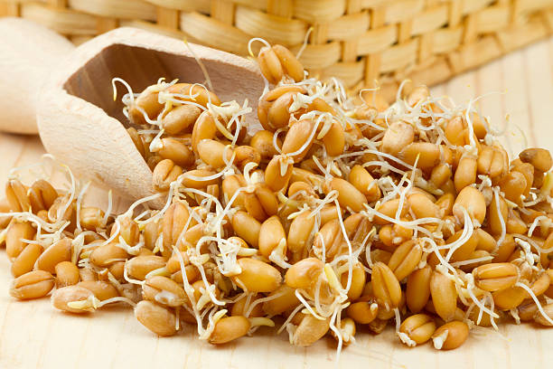 istock Sprouted wheat seeds with Wooden scoop 149490842