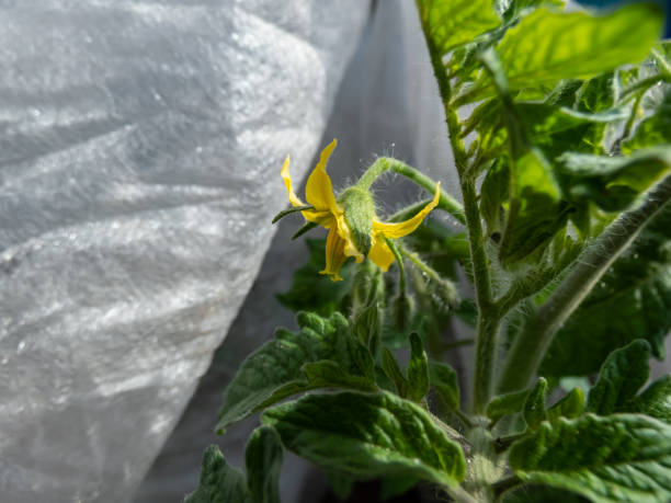 温室で実を結ぶ前にトマト植物で成長しているトマト植物の満開の黄色い花のマクロショット