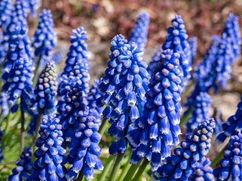 Close-up shot of the Armenian grape hyacinth or garden grape-hyacinth (Muscari armeniacum x pallens) flowering in the garden