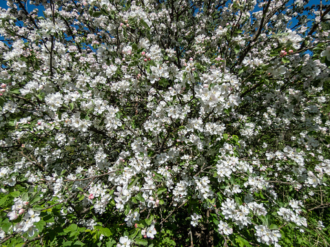 White and pink buds and blossoms of apple tree flowering in on orchard in spring. Branches full with flowers with open petals in sunlight. Seasonal and floral spring scenery