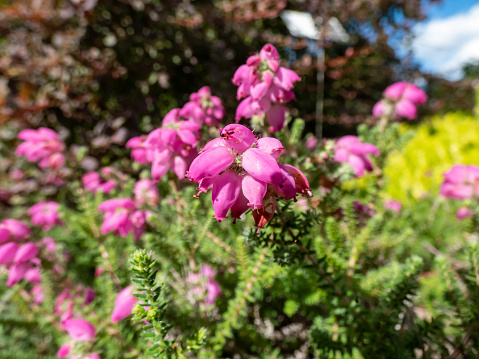 Heather (Erica x watsonii) 'Mary' with tiny, needle-like, dark green leaves flowering with racemes of urn-shaped lilac-purple flowers with constricted mouths in summer