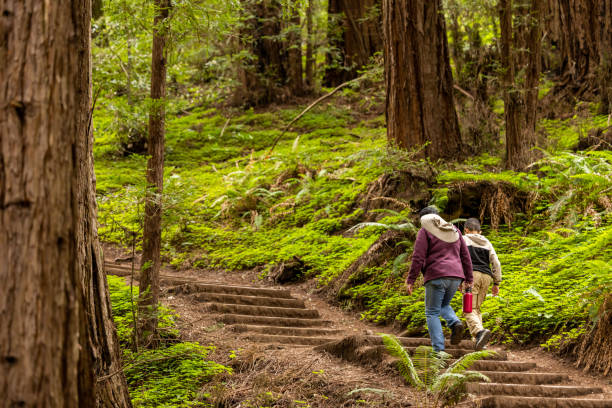 istock Hike in the California Coastal Redwoods 1494910517