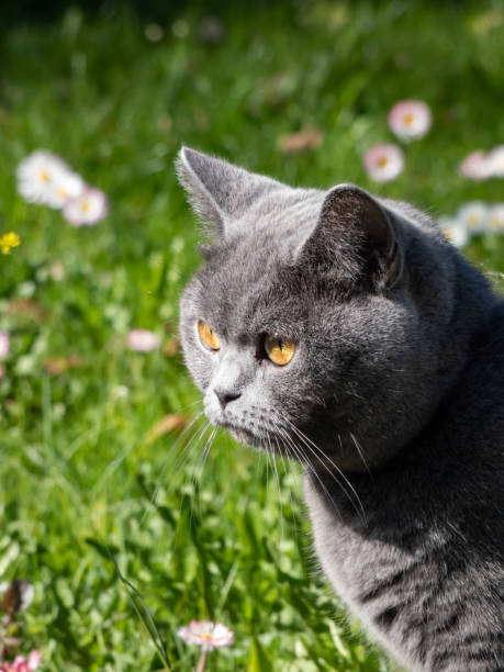 istock The British Shorthair with a distinctively stocky body, thick, solid grey-blue coat and large round eyes that are deep coppery orange outdoors with green grass and flowers background 1494910549