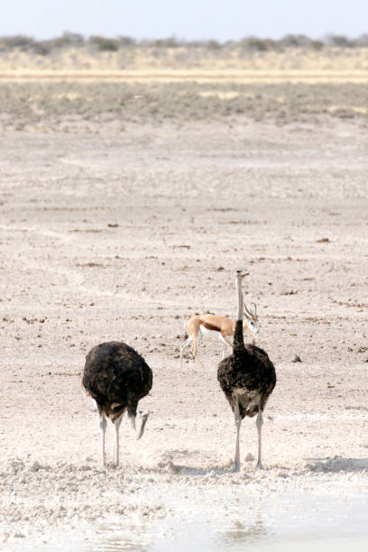 istock View of common ostrich birds 1494911837