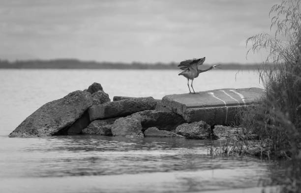 istock a bird is sitting on a rock by the water with its wings spread open 1494912731