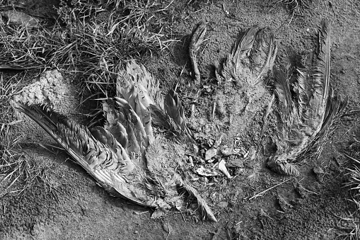 A grayscale shot of bird carcasses strewn upon a barren field