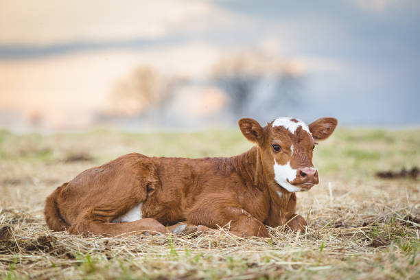 istock Regenerative Agriculture Calf Lying Down in Swedish Springtime Pasture 1494914353