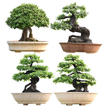 Collection of small bonsai plants in pots are a hobby for decorating the garden isolated on white background