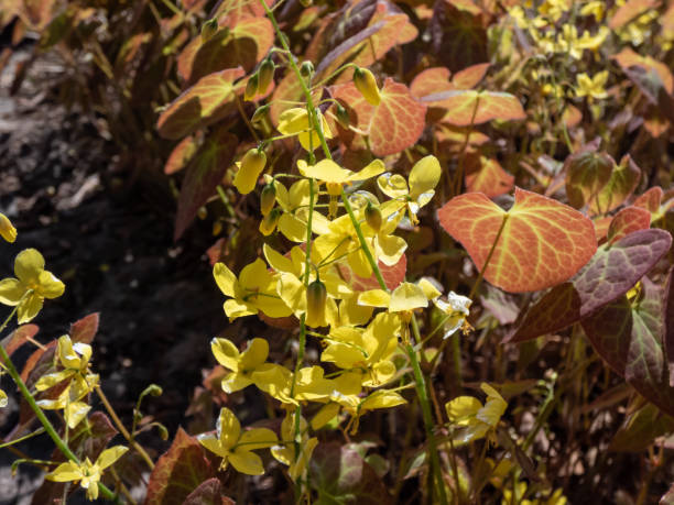The Barrenwort (Epimedium perralichicum) 'Frohnleiten' flowering with clusters of bright yellow flowers in spring The Barrenwort (Epimedium perralichicum) 'Frohnleiten' flowering with clusters of bright yellow flowers in park in spring frohnleiten stock pictures, royalty-free photos & images