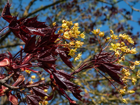 Close-up shot of the deep purplish-crimson leaves and reddish-orange flowers of the award-winning Norway Maple (Acer platanoides) 'Crimson King' growing in a park in spring