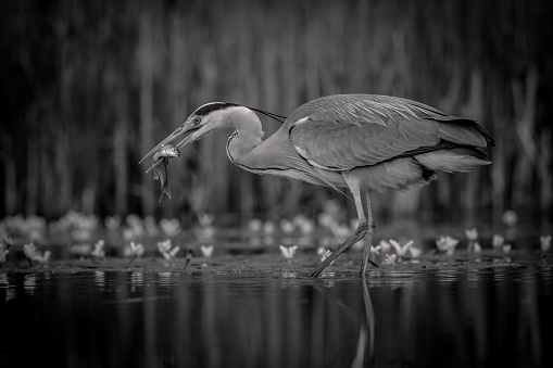 A Grey Heron stands in shallow water with a fish in its beak