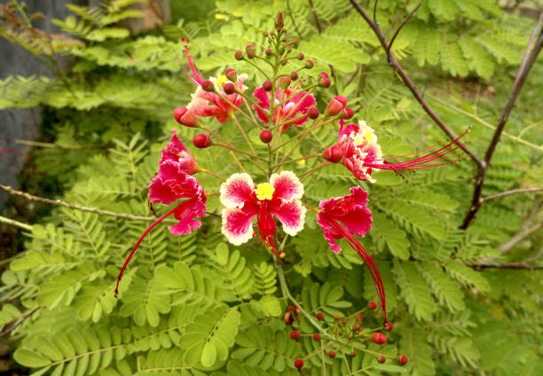 Close-up of peacock flower as seen in Abuja, Nigeria.