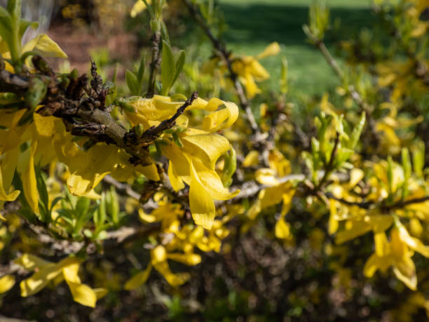 makro krzewu liściastego drzewo wielkanocne (forsycja) 'złoty przypływ' w pełnym rozkwicie z jasnożółtymi kwiatami w jasnym świetle słonecznym na wiosnę - sunlgiht zdjęcia i obrazy z banku zdjęć