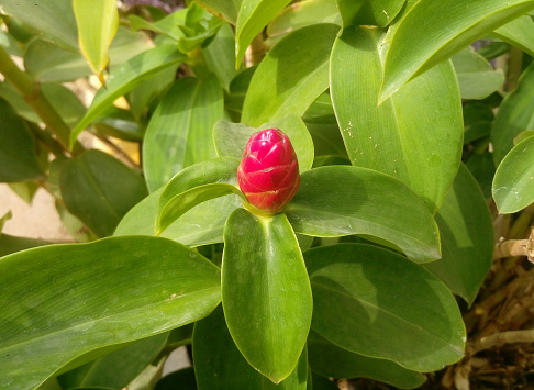 Red button ginger plant and flower bud as seen in Abuja, Nigeria