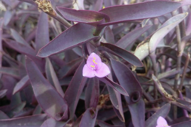 istock Purple heart flower 1494917710