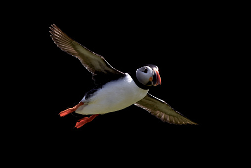 Atlantic Puffin In Flight Backlit\n\nPlease view my portfolio for more wildlife related photos