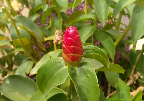 A close-up photograph of a red button ginger flower bud as seen in Abuja, Nigeria