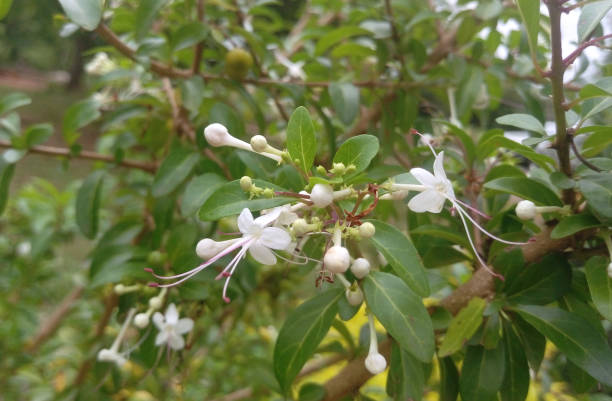 istock Close-up of wild jasmine flowers 1494918007