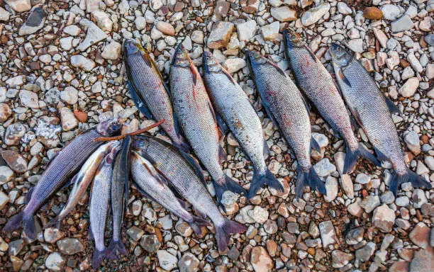 Fresh caught fish Siberian grayling and whitefish lie on the river pebbles. Evening catch of grayling and whitefish on river rocks .