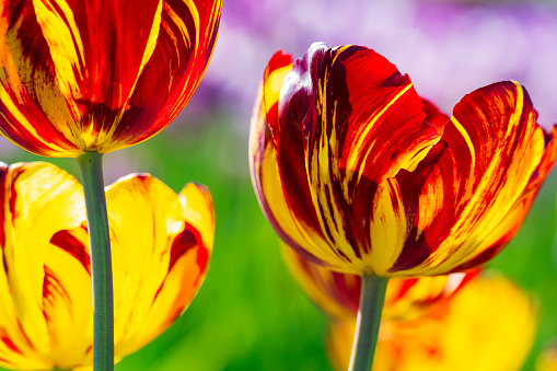 Colorful Rembrandt tulips, which were extremely popular in 17th century Holland, and the reason for the speculative market bubble for bulbs, known as Tulip Mania