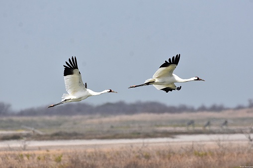 Whooping Cranes at Port Aransas, TX
