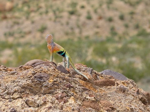 Colorful Greater Earless lizard suns himself on a rock in Big Bend national park Texas.